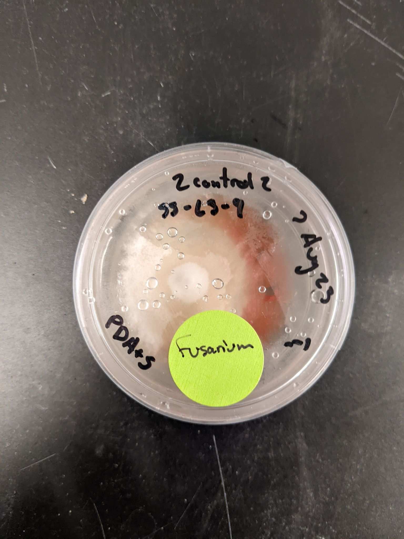 Fusarium stilboides