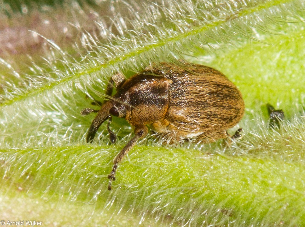 Sibinia