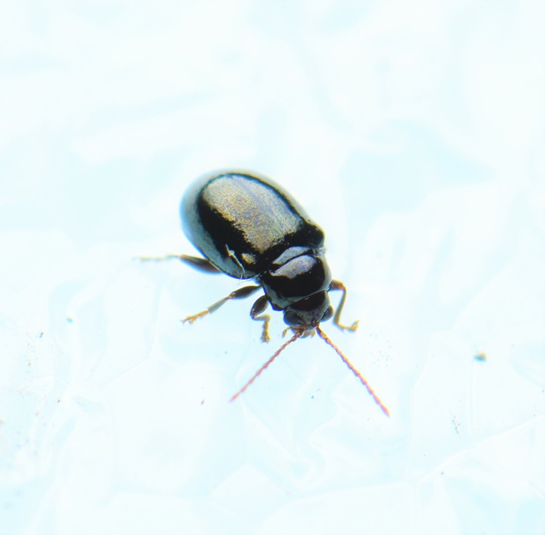 Orthocrepis
