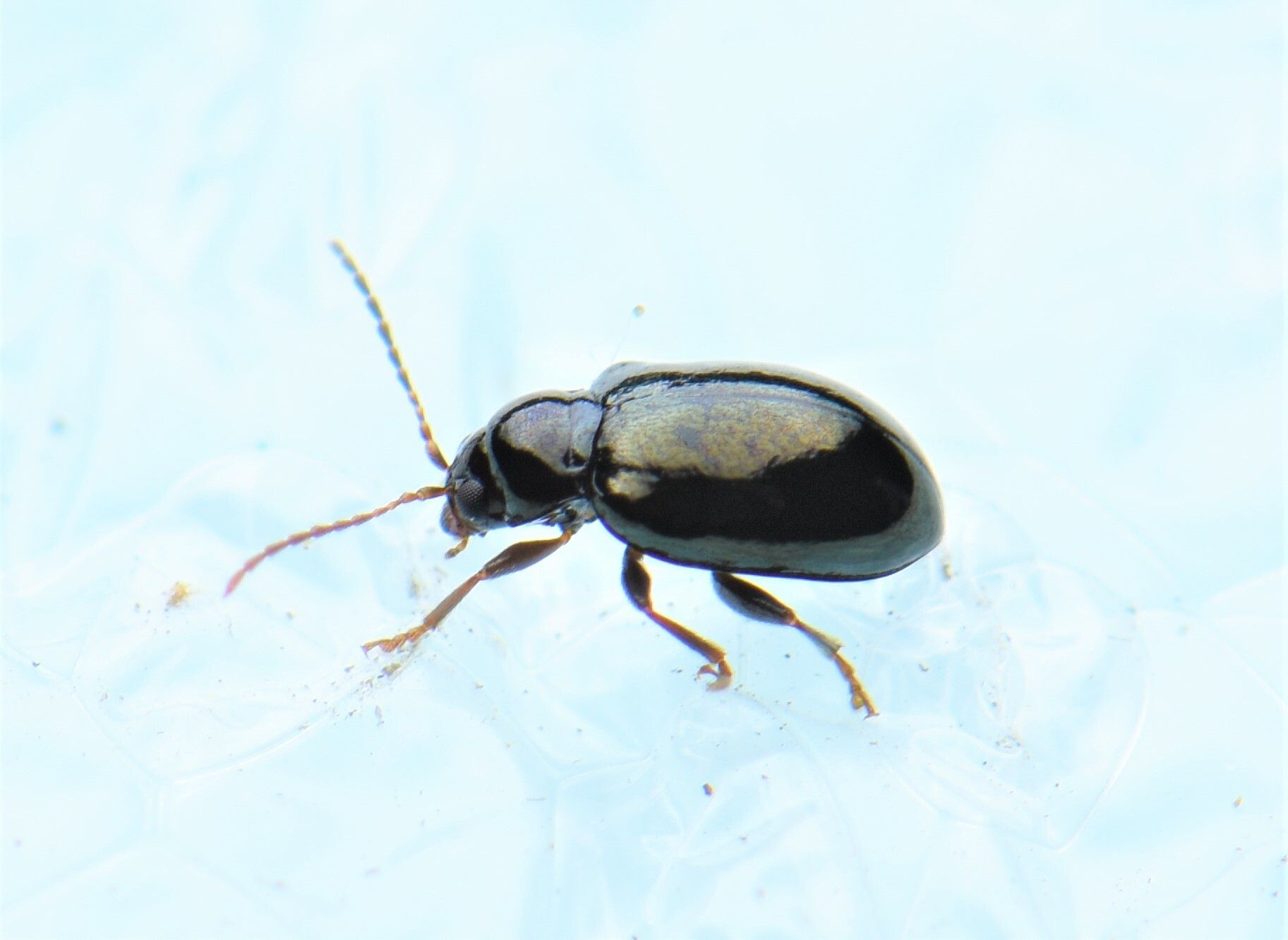 Orthocrepis