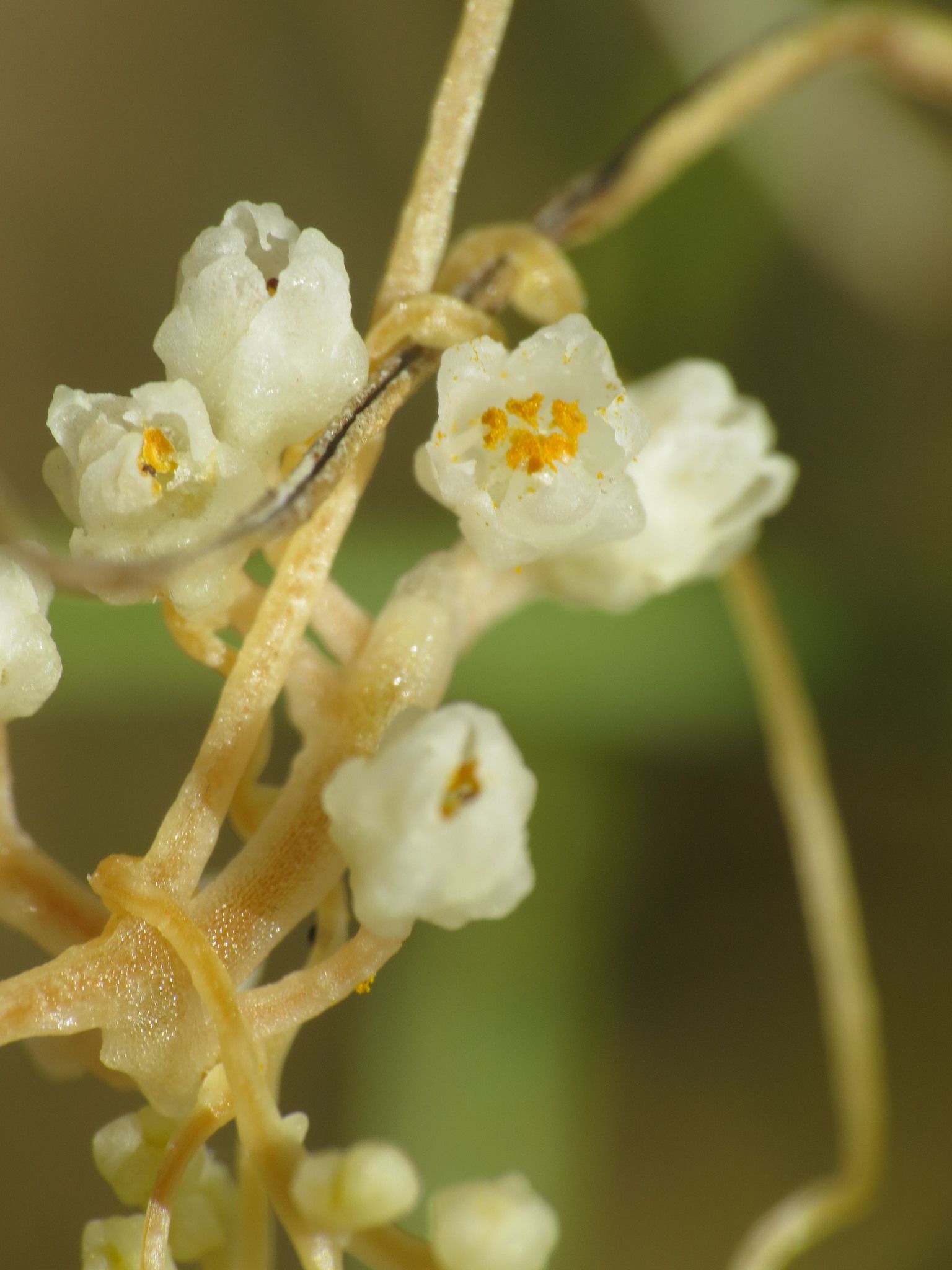 Cuscuta indecora
