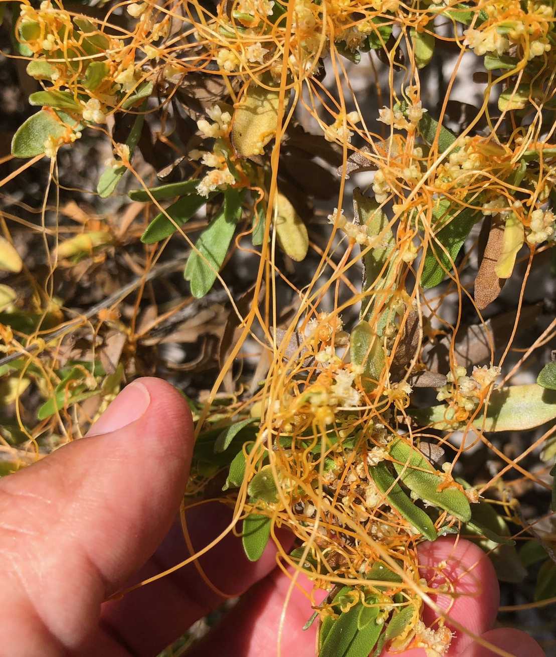 Cuscuta indecora