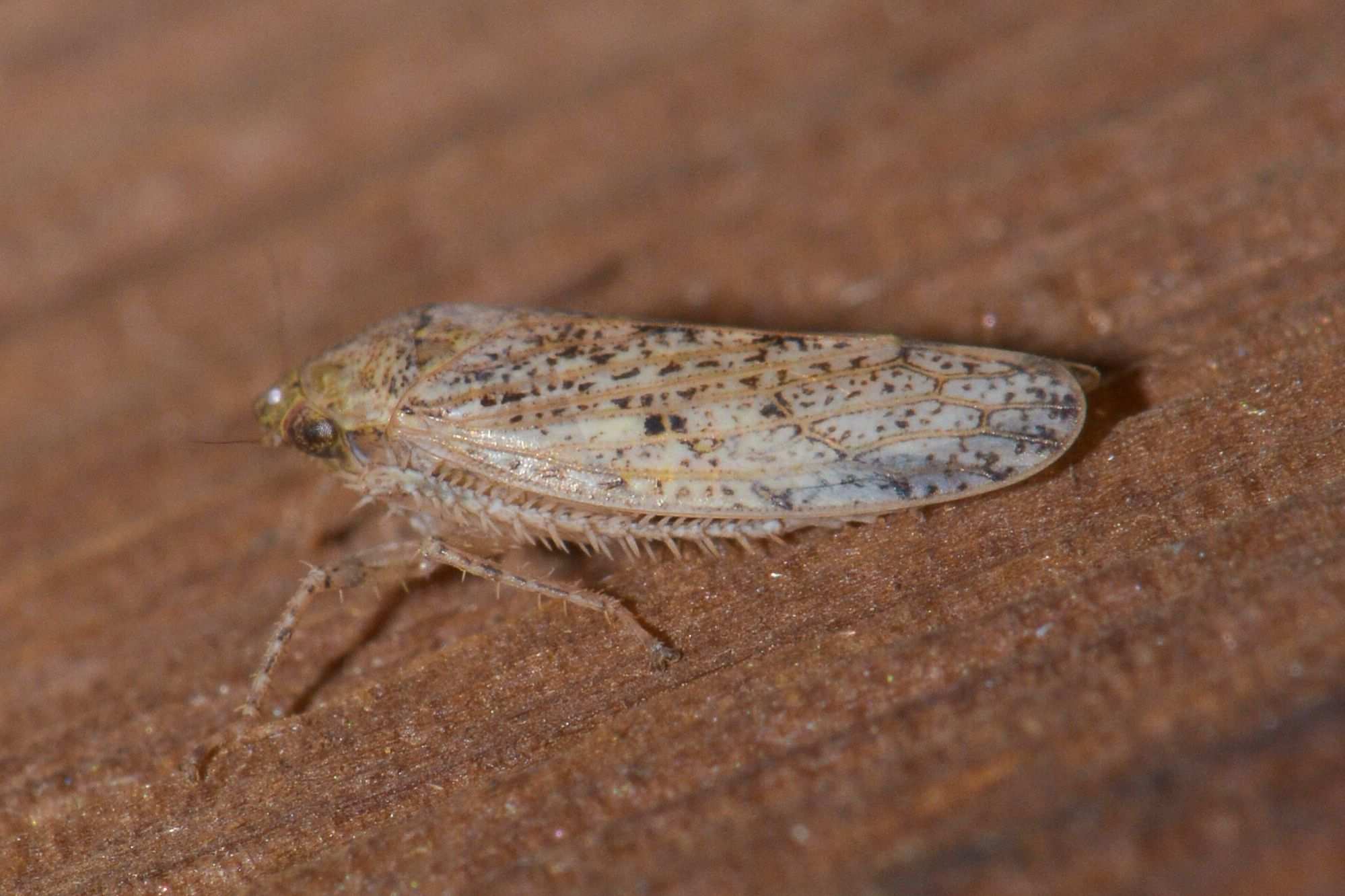 Curtara
