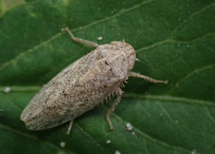 Curtara
