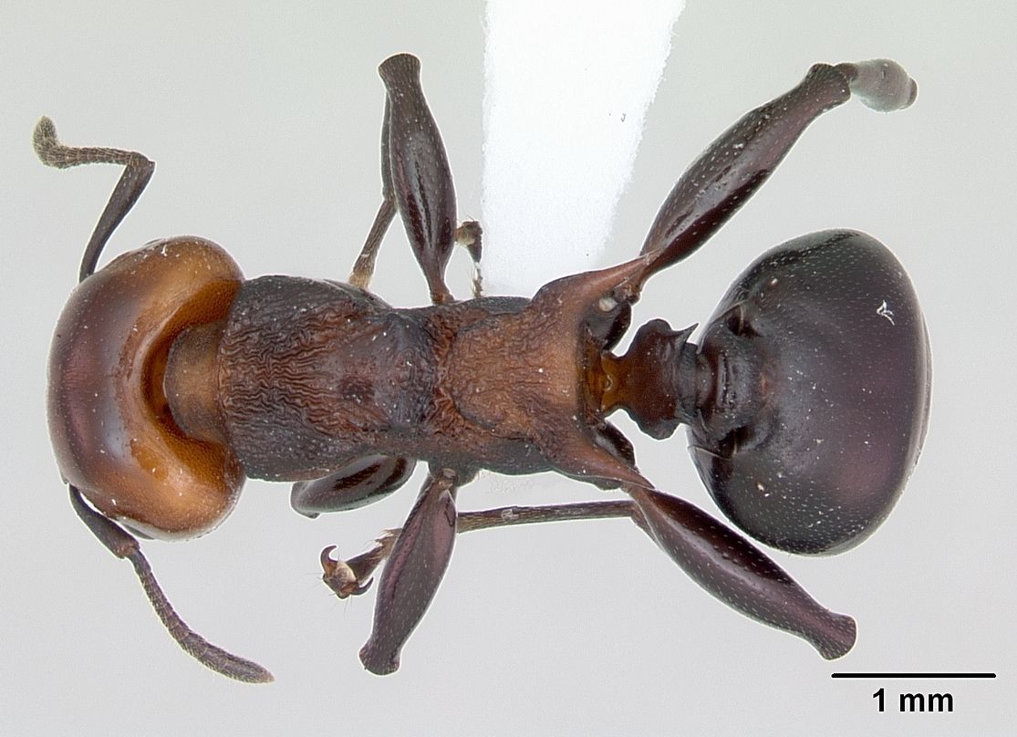 Atopomyrmex mocquerysi