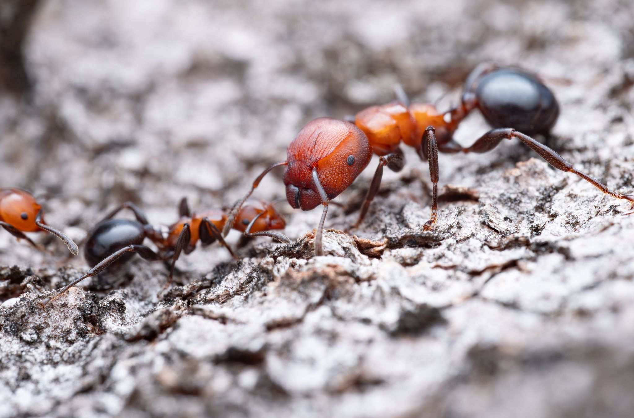 Atopomyrmex mocquerysi