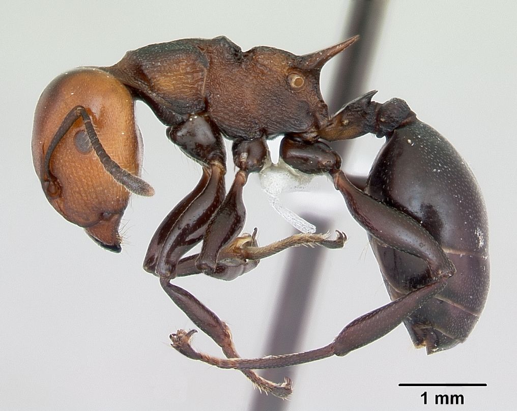 Atopomyrmex mocquerysi