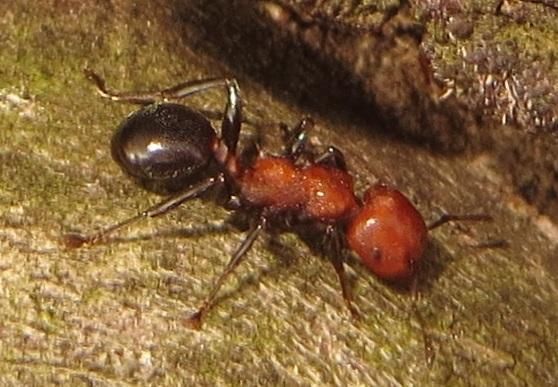 Atopomyrmex mocquerysi