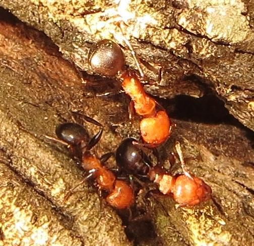 Atopomyrmex mocquerysi