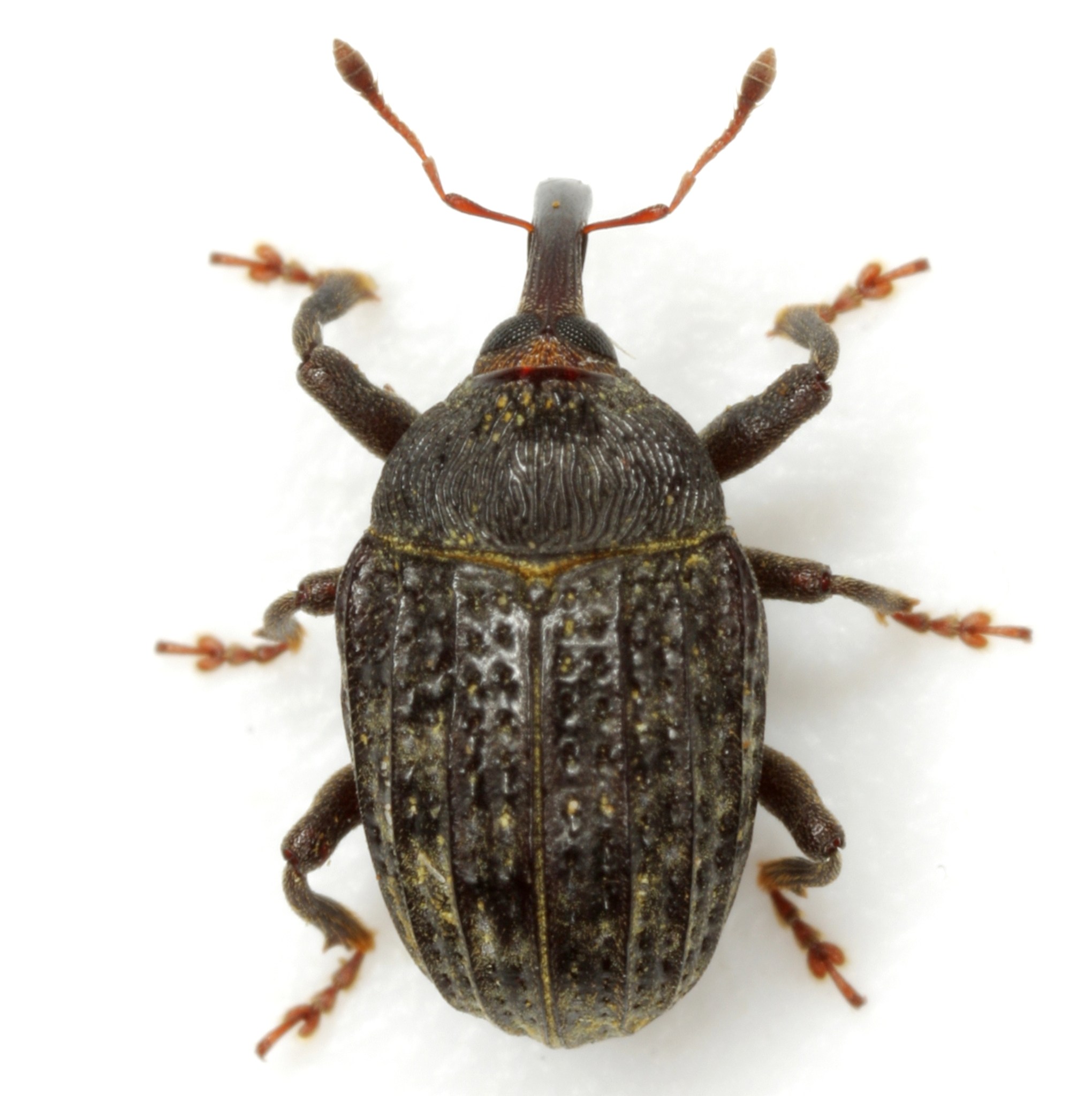 Rhyssomatus