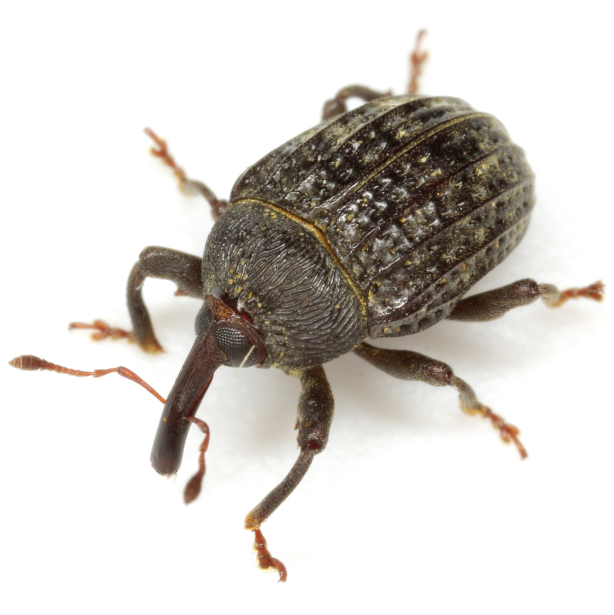 Rhyssomatus