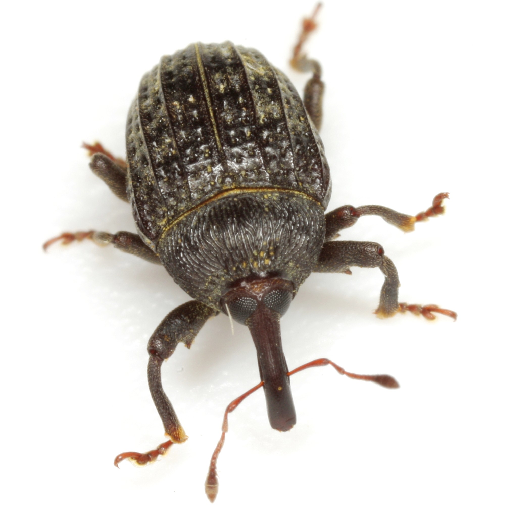 Rhyssomatus