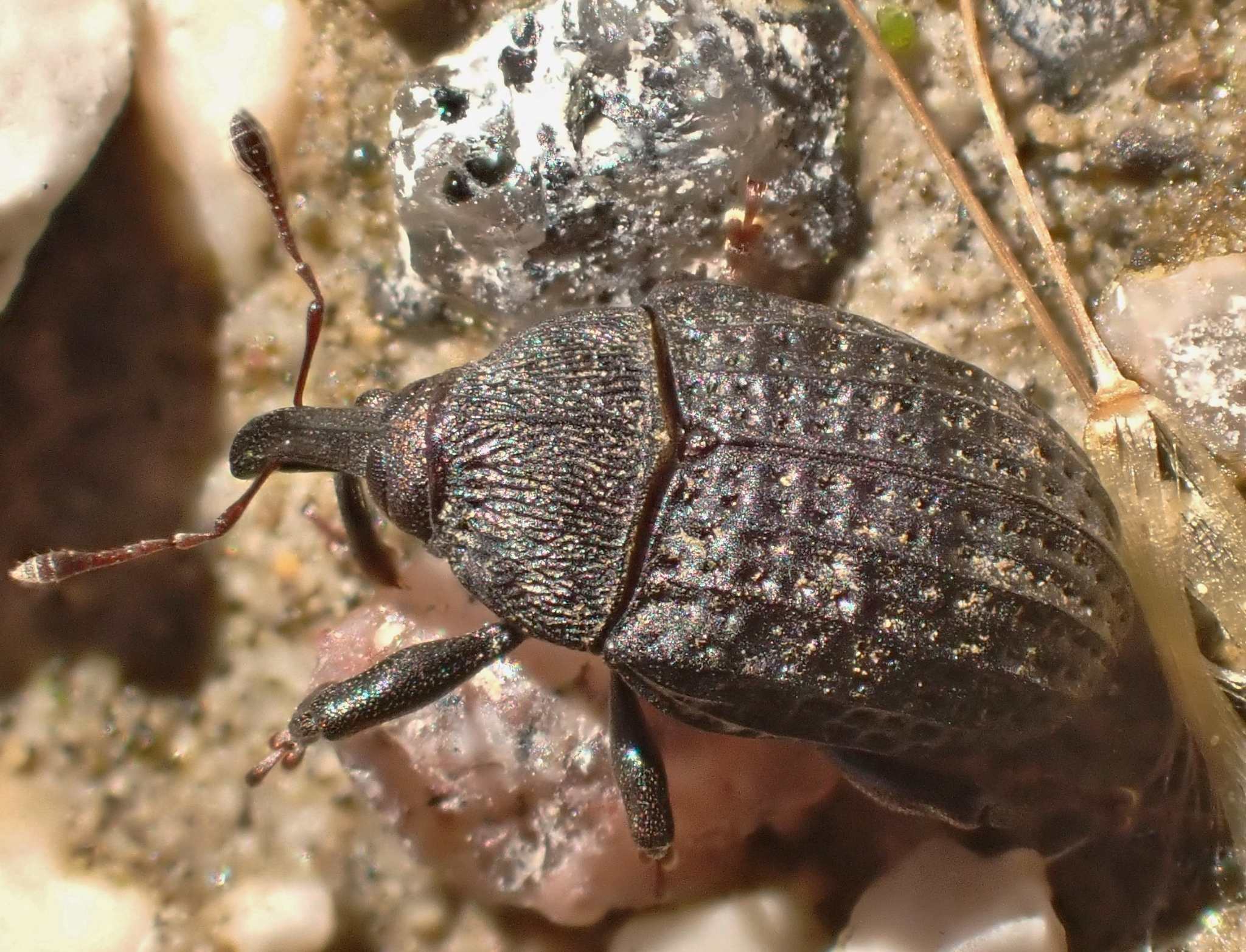 Rhyssomatus