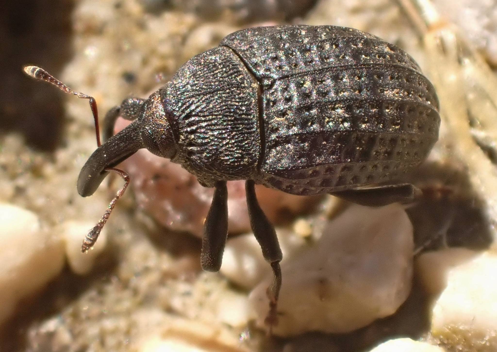 Rhyssomatus