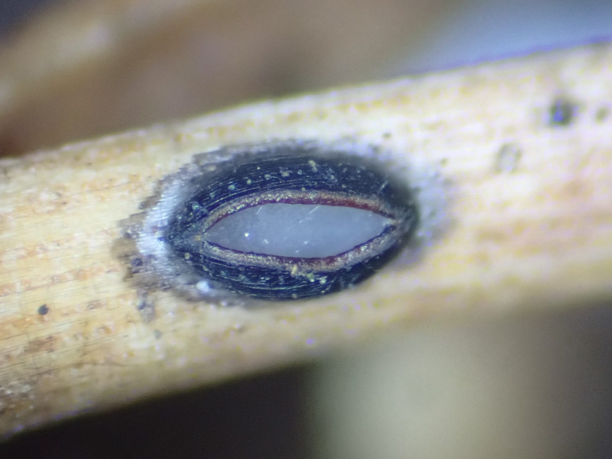 Lophodermium pinastri