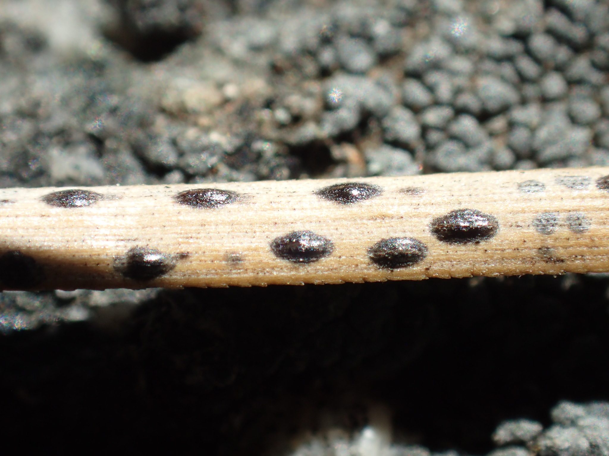 Lophodermium pinastri