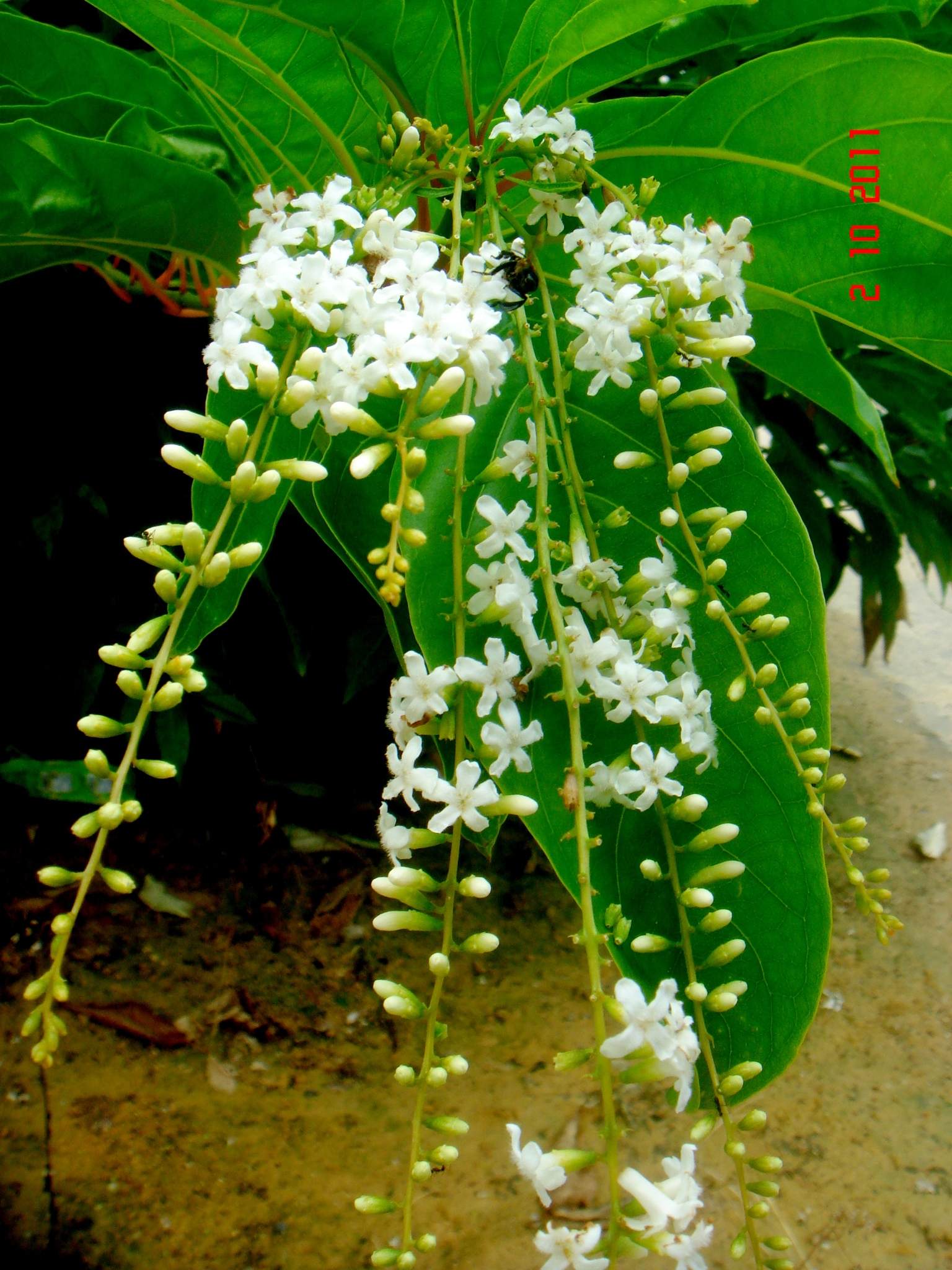 Citharexylum spinosum