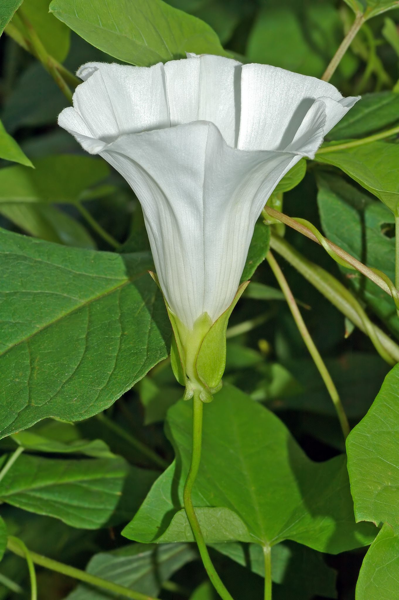Calystegia sepium