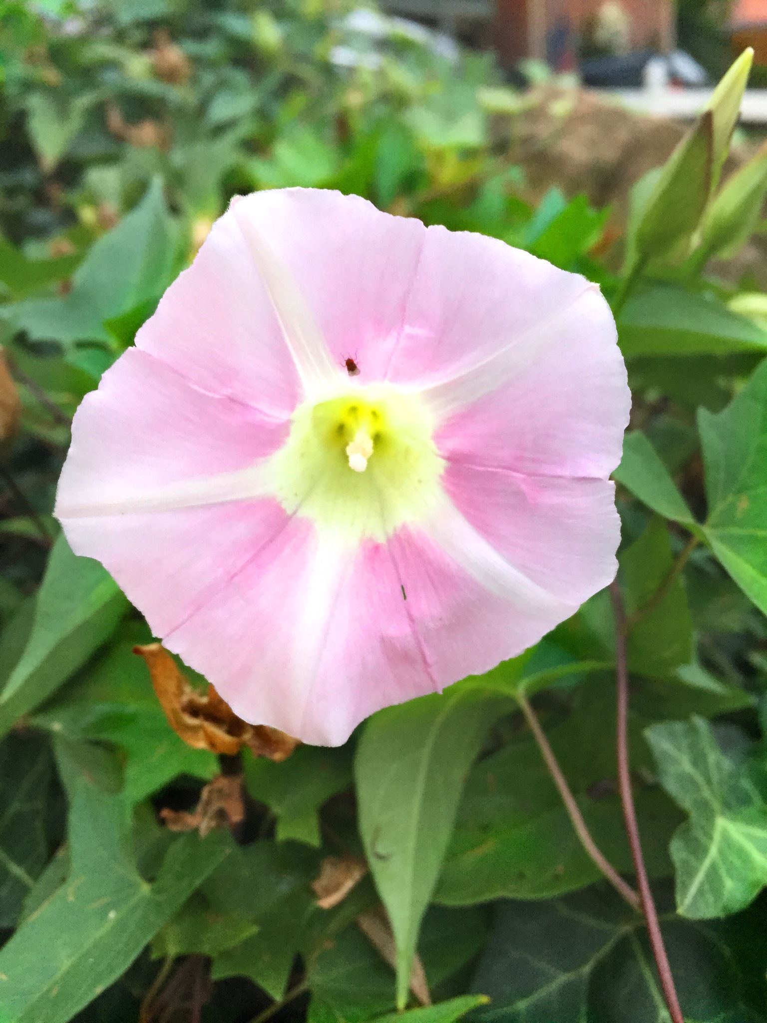 Calystegia sepium