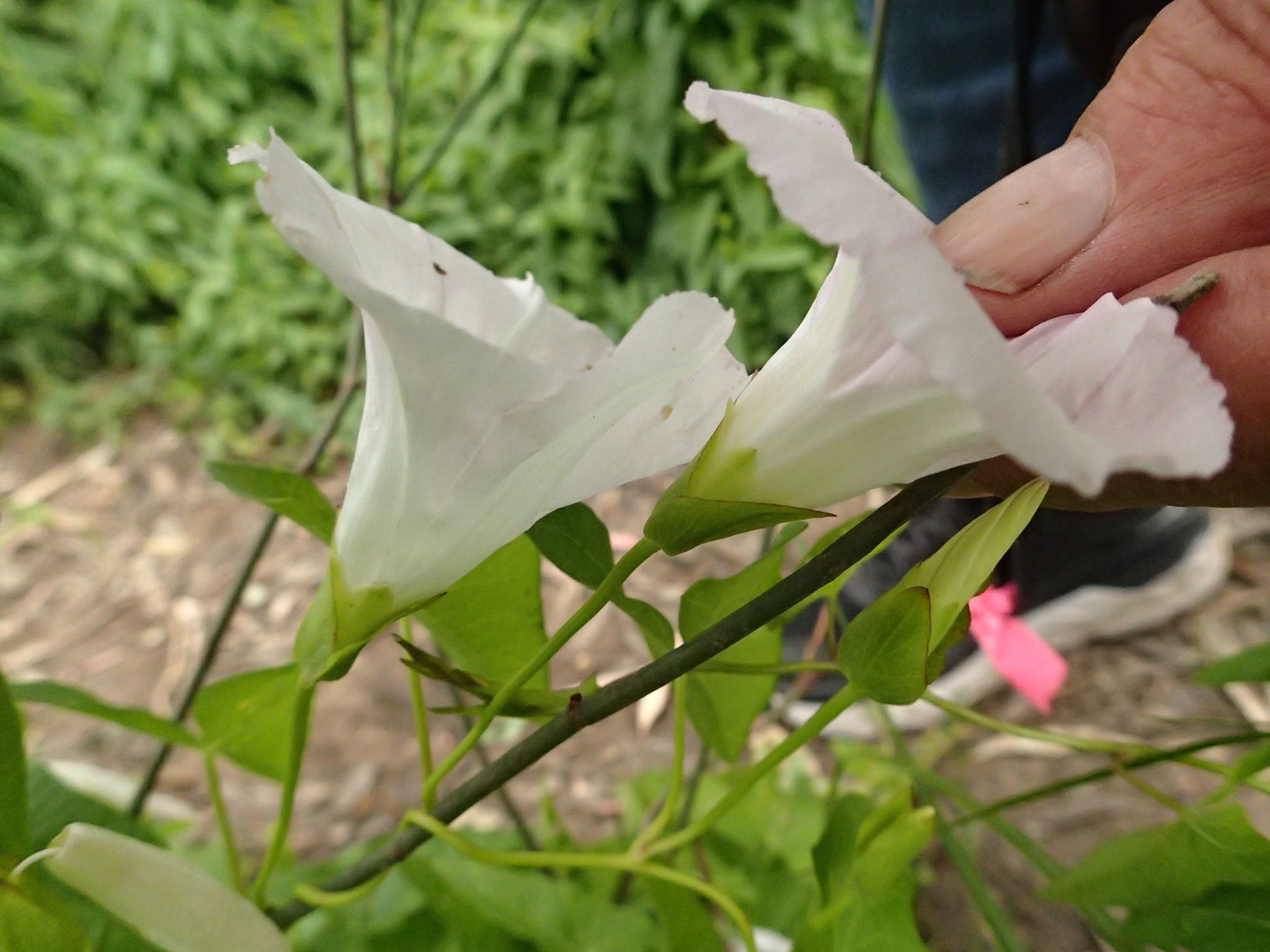 Calystegia sepium