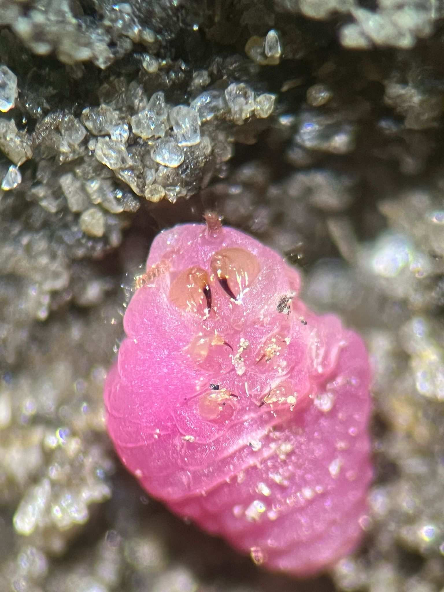 Eumargarodes laingi