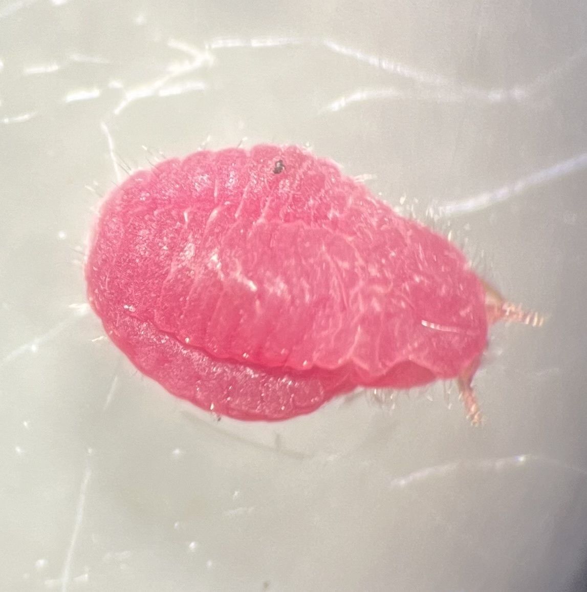 Eumargarodes laingi