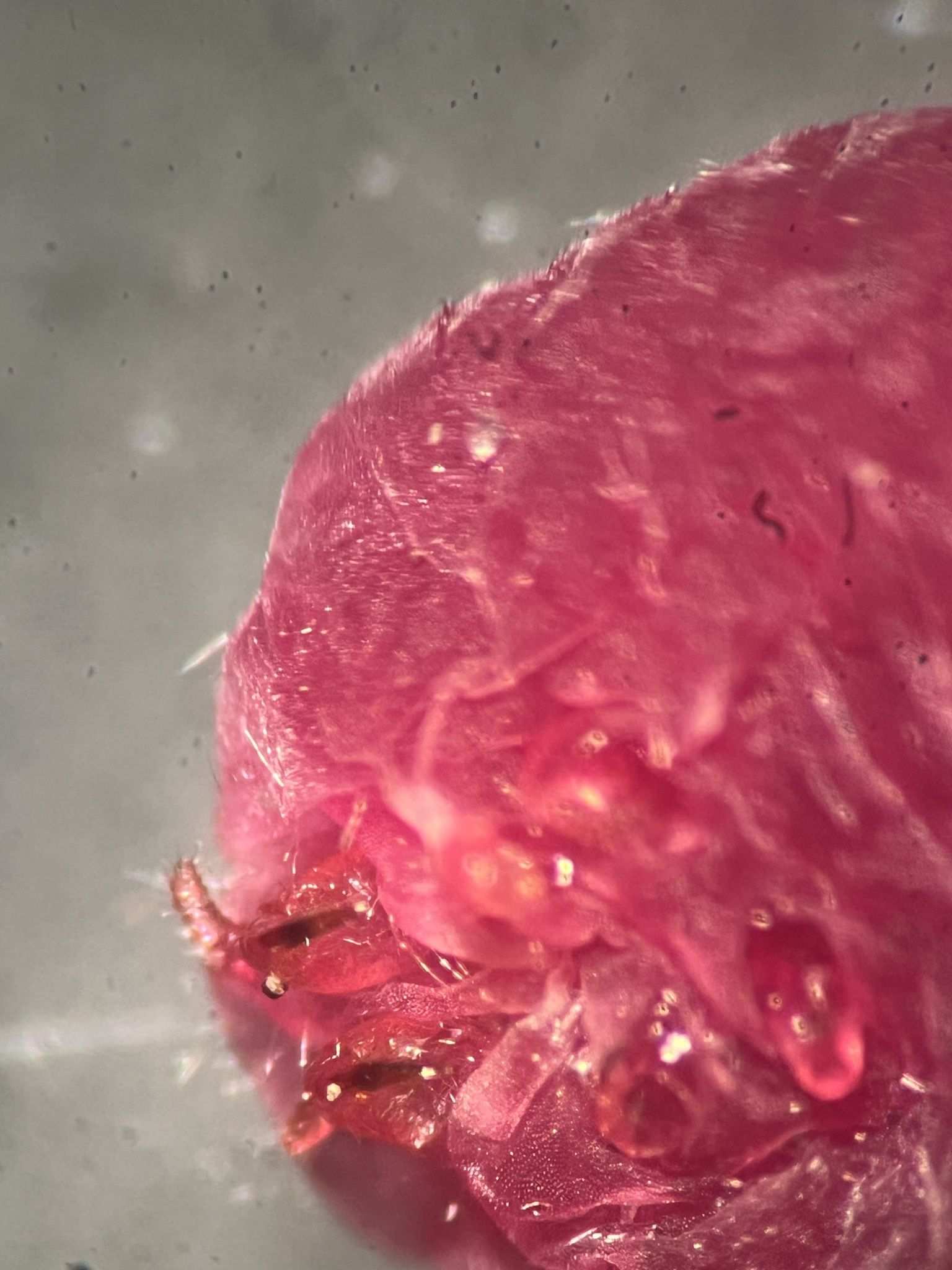 Eumargarodes laingi