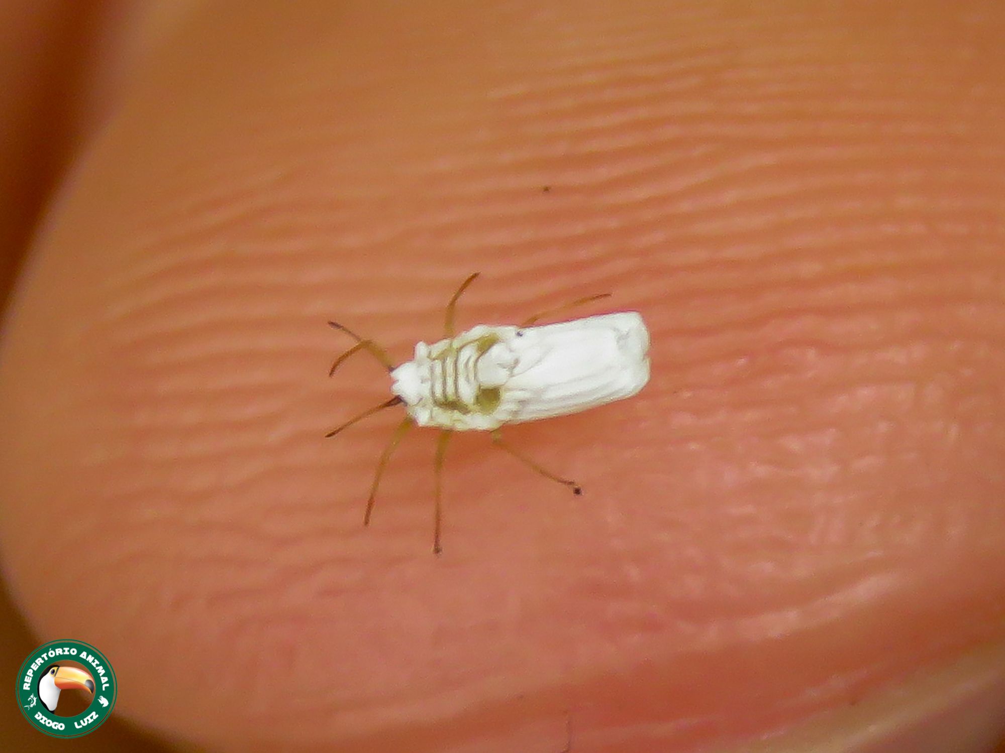 Praelongorthezia praelonga