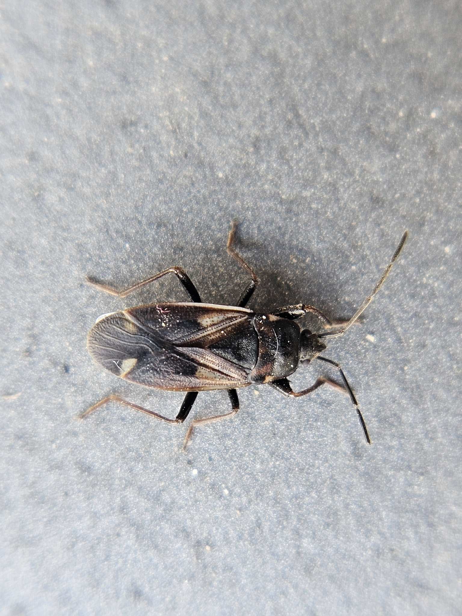 Eremocoris