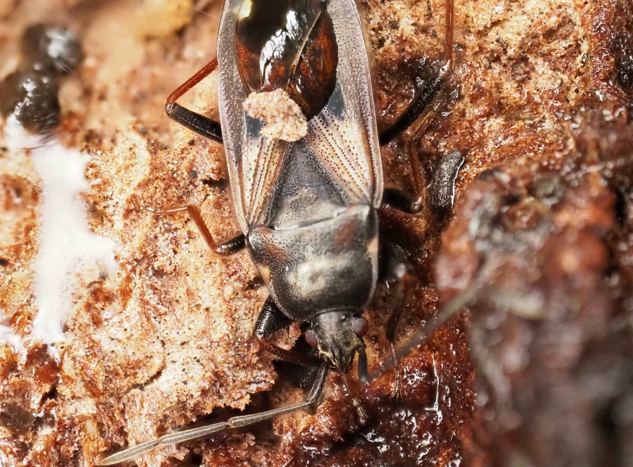 Eremocoris
