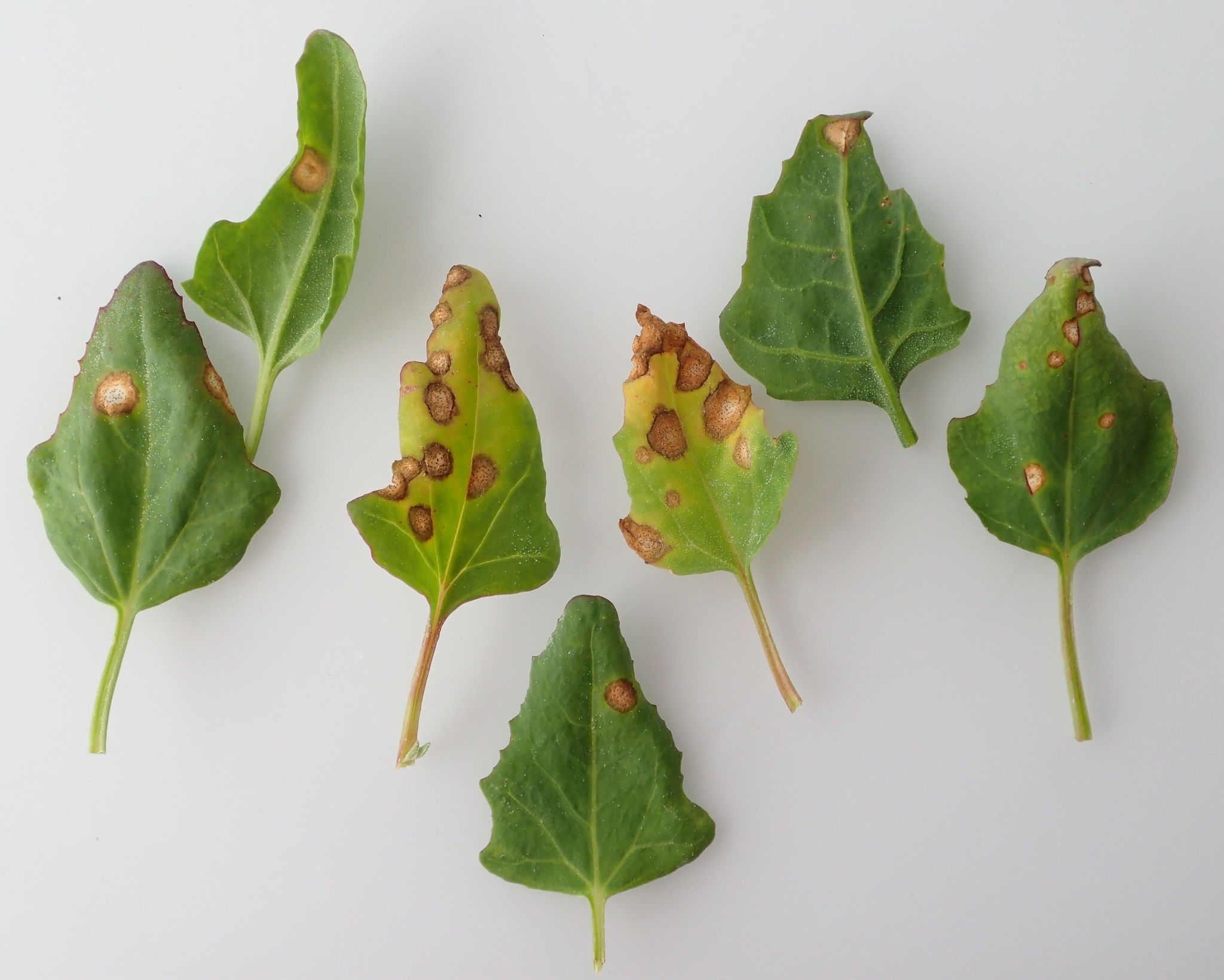 Ascochyta caulina