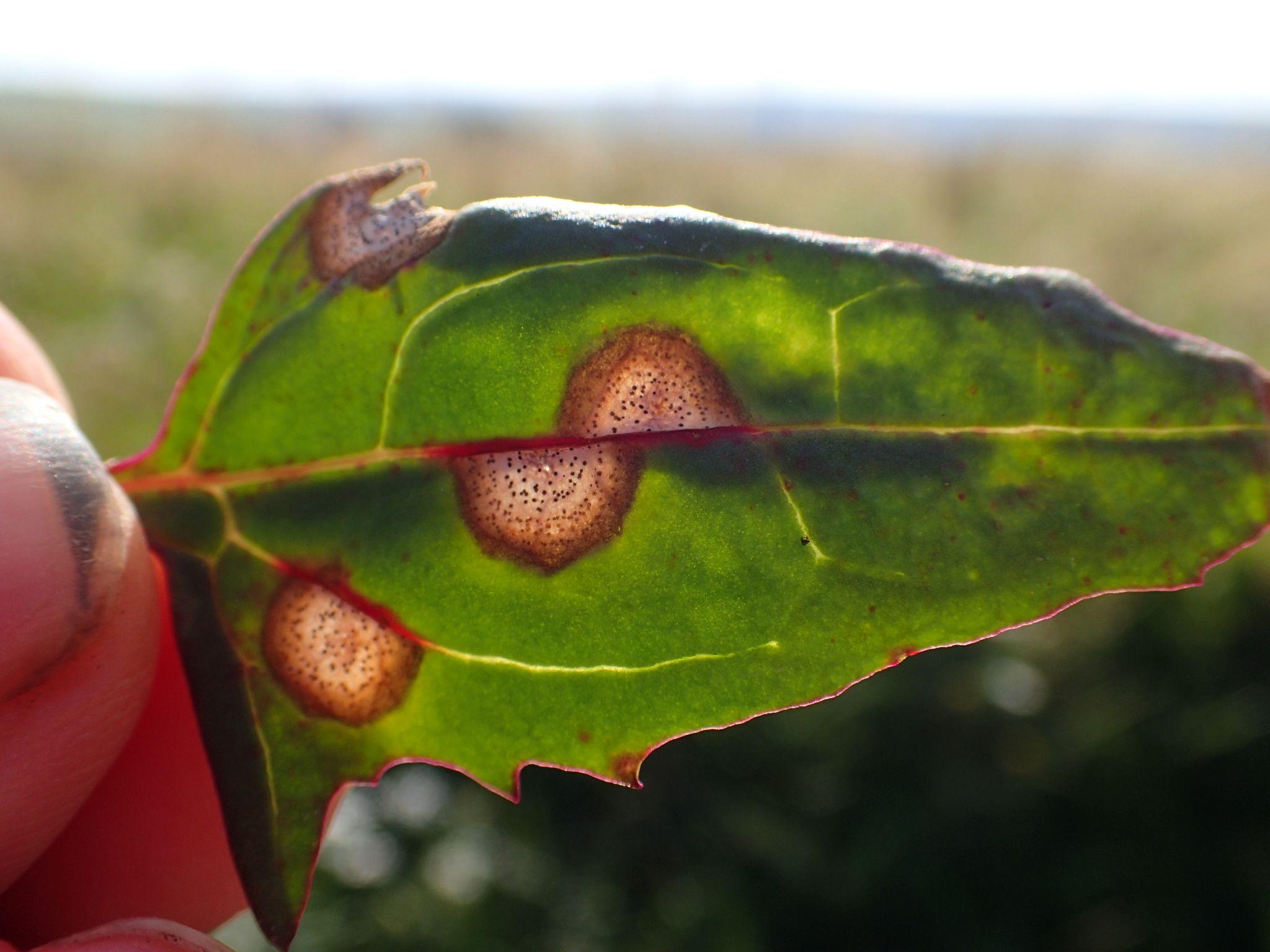 Ascochyta caulina