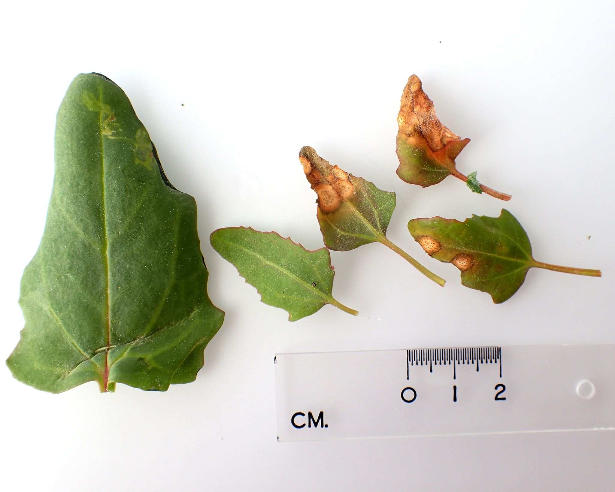 Ascochyta caulina
