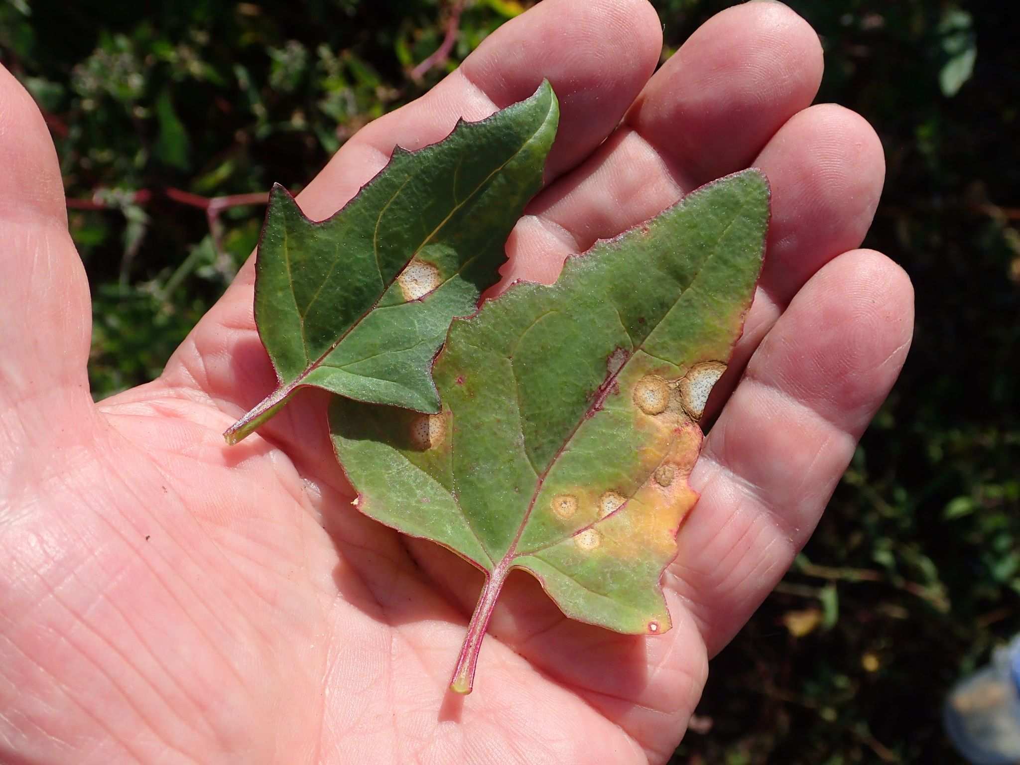 Ascochyta caulina