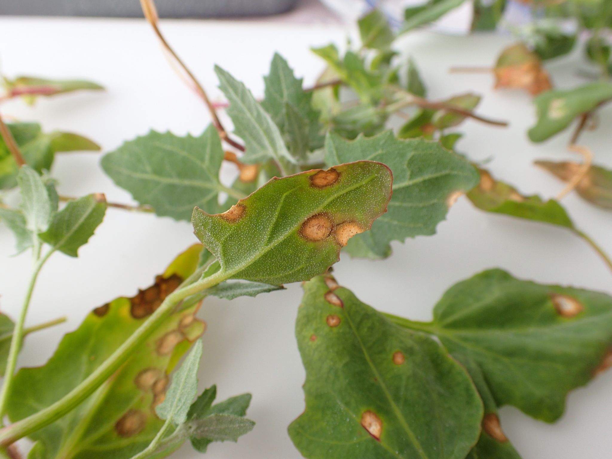 Ascochyta caulina