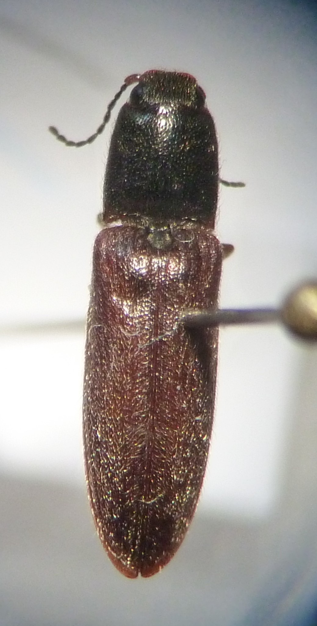 Limonius californicus