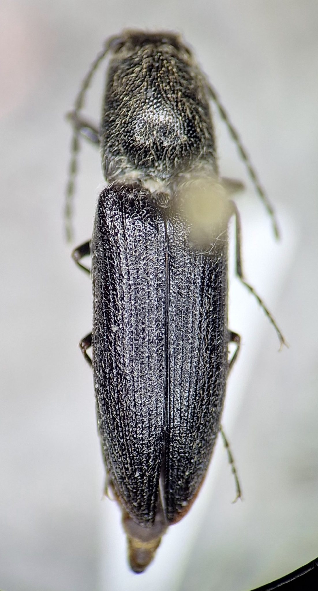 Limonius californicus