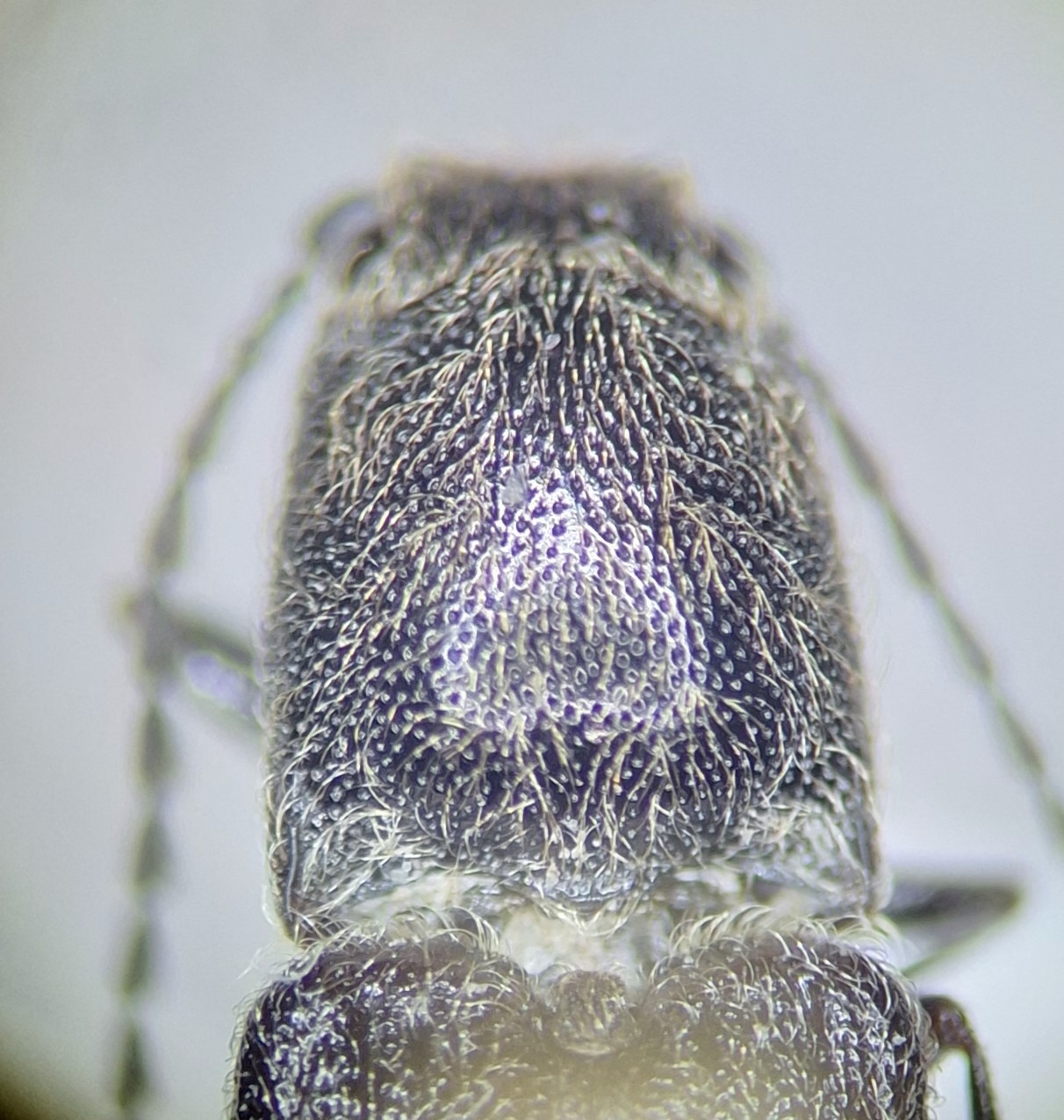 Limonius californicus