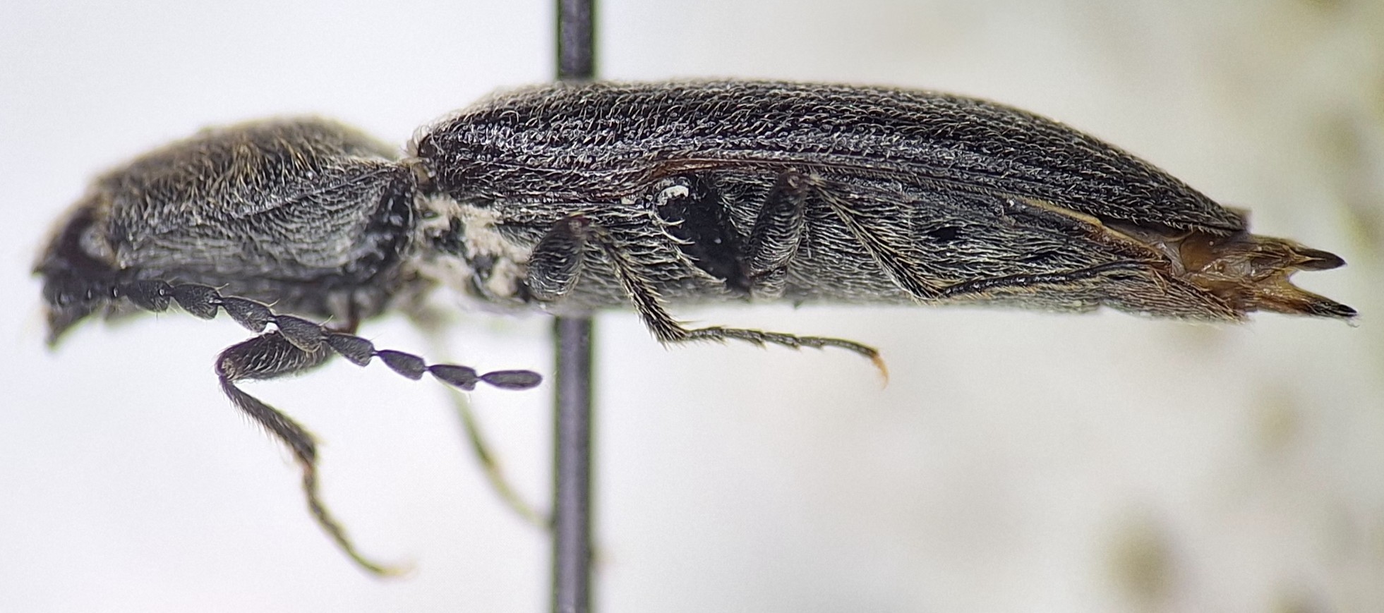 Limonius californicus
