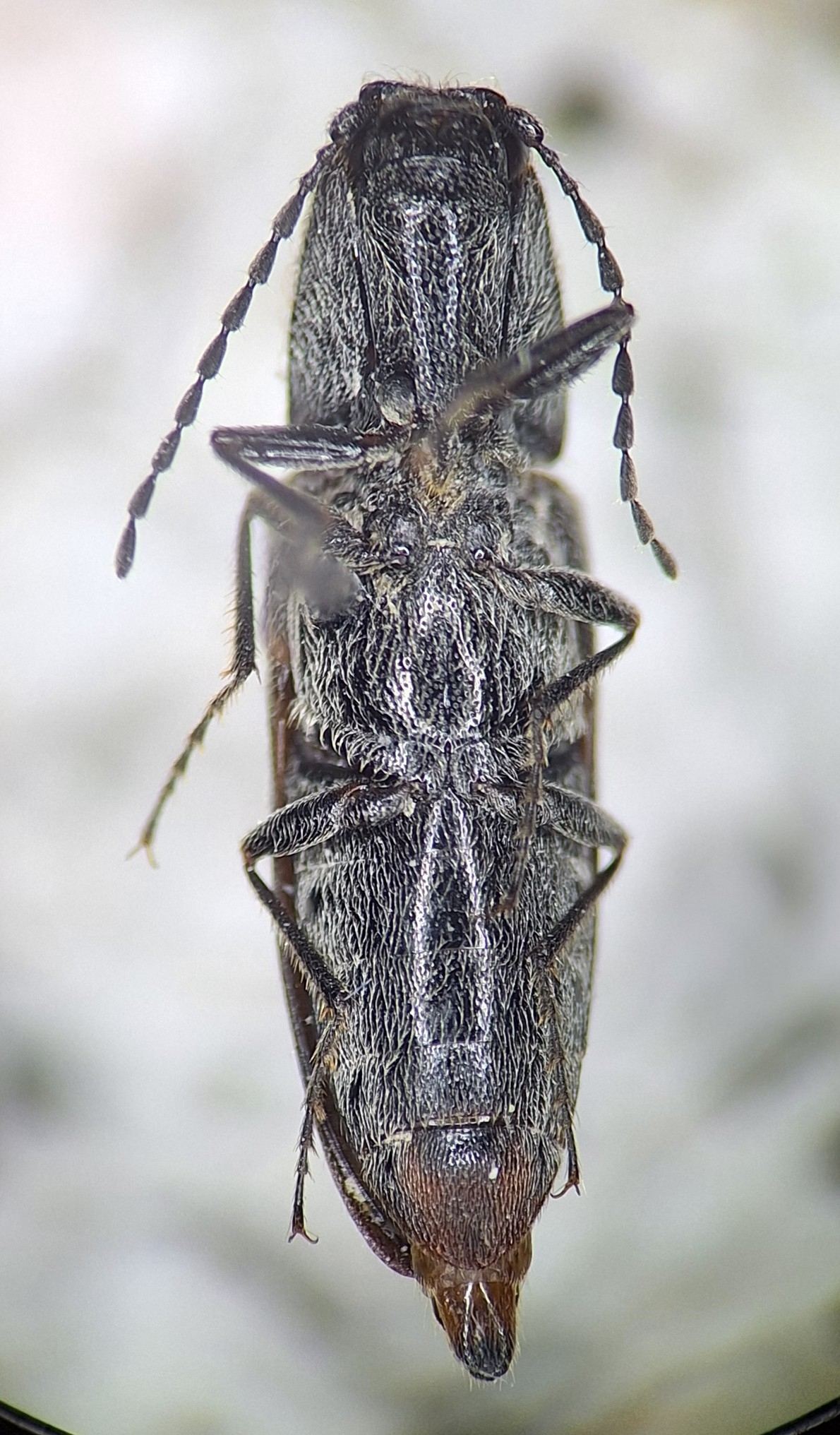 Limonius californicus