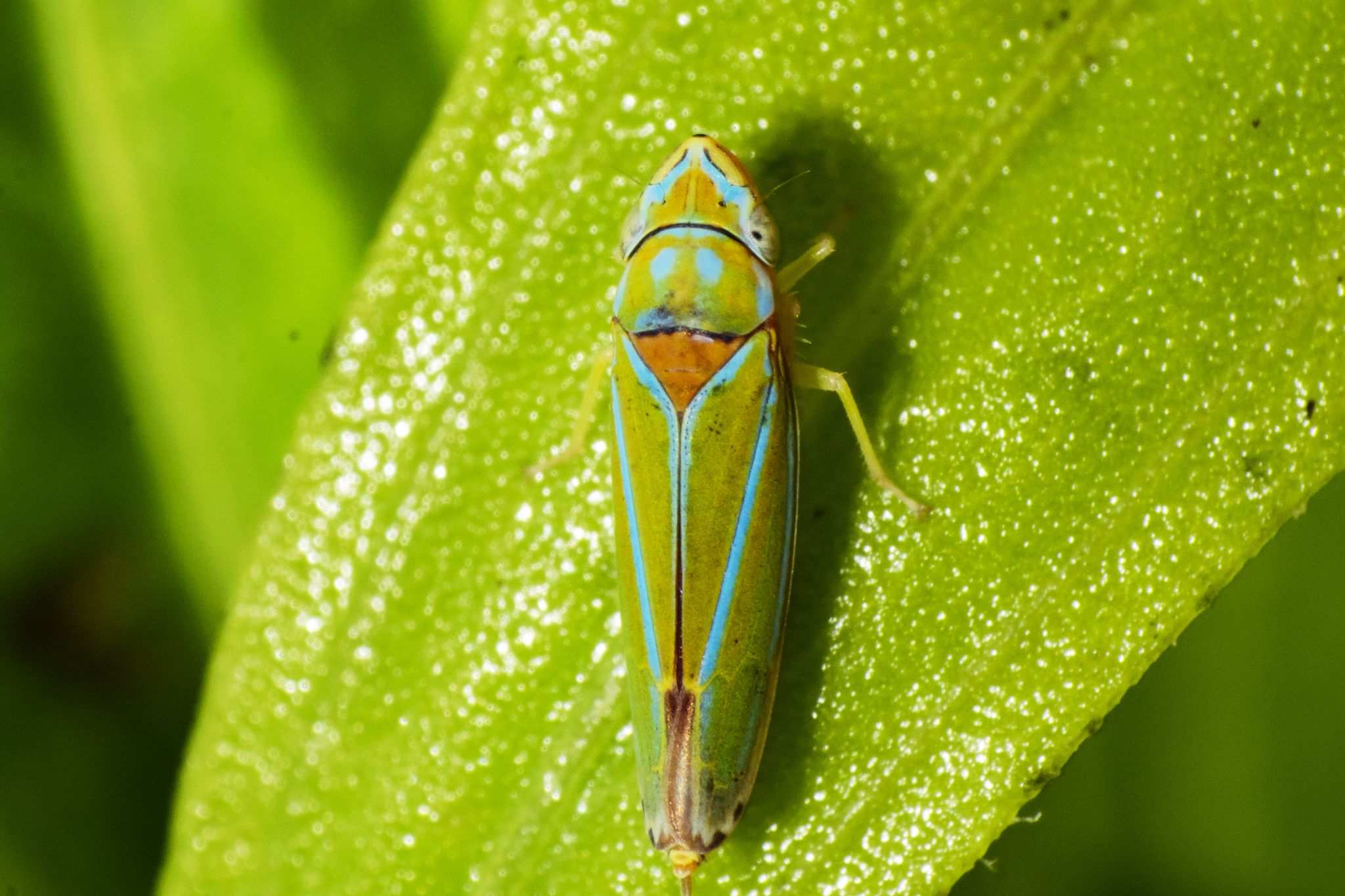 Graphocephala rufimargo