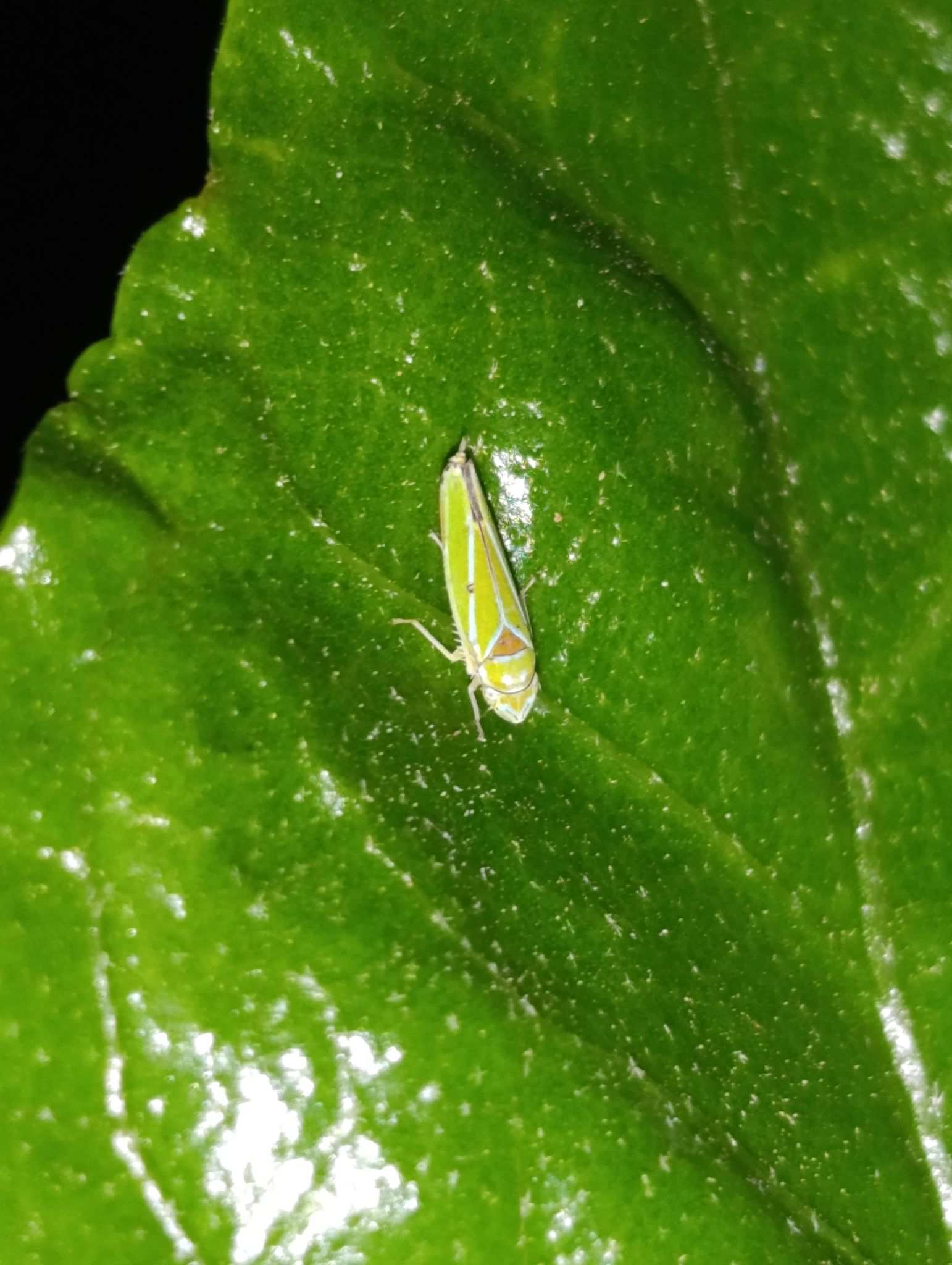 Graphocephala rufimargo