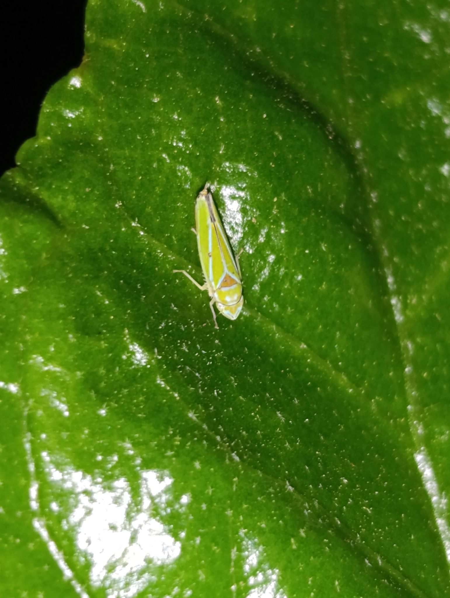 Graphocephala rufimargo