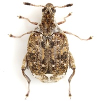 Merobruchus