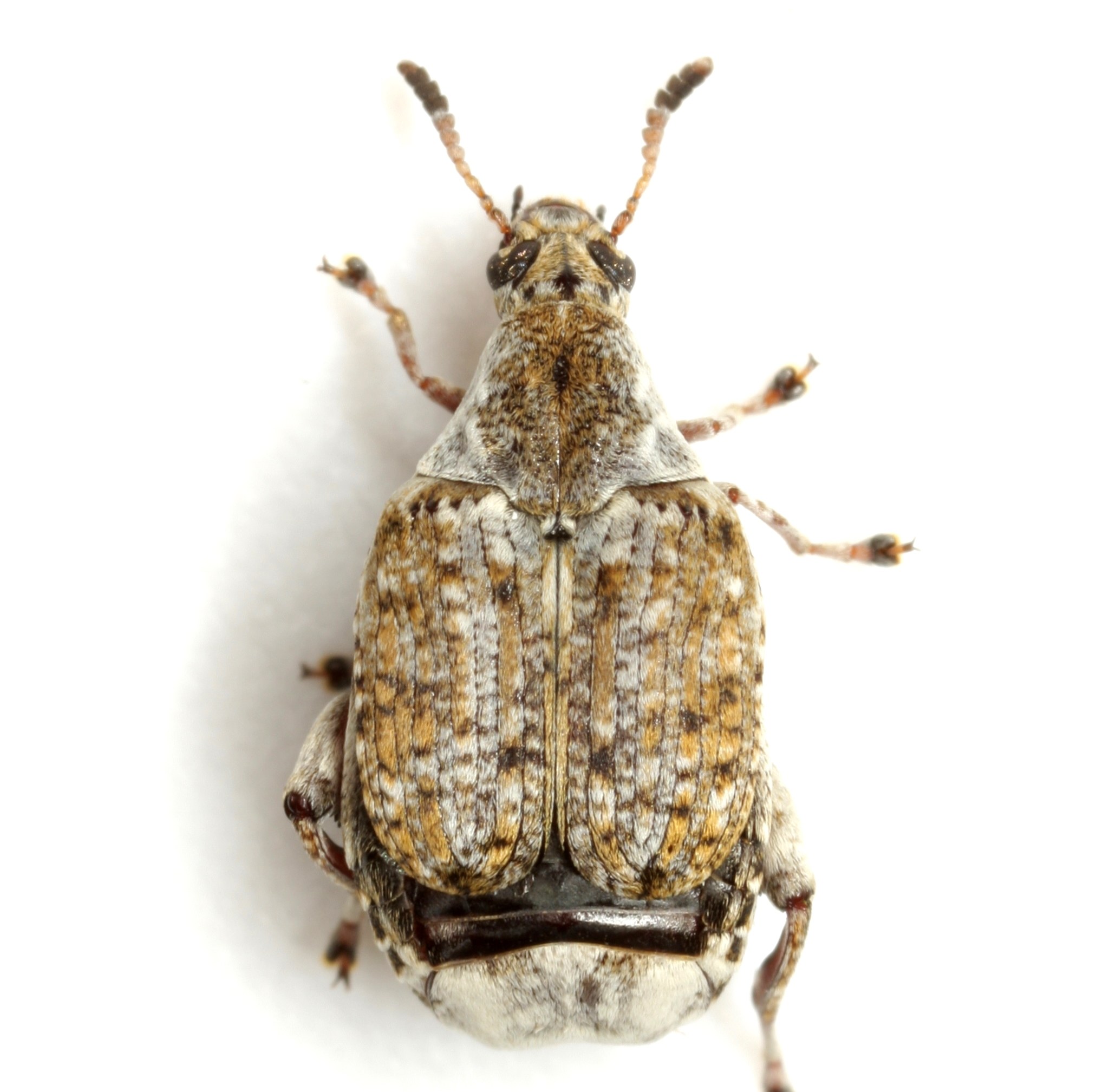 Merobruchus