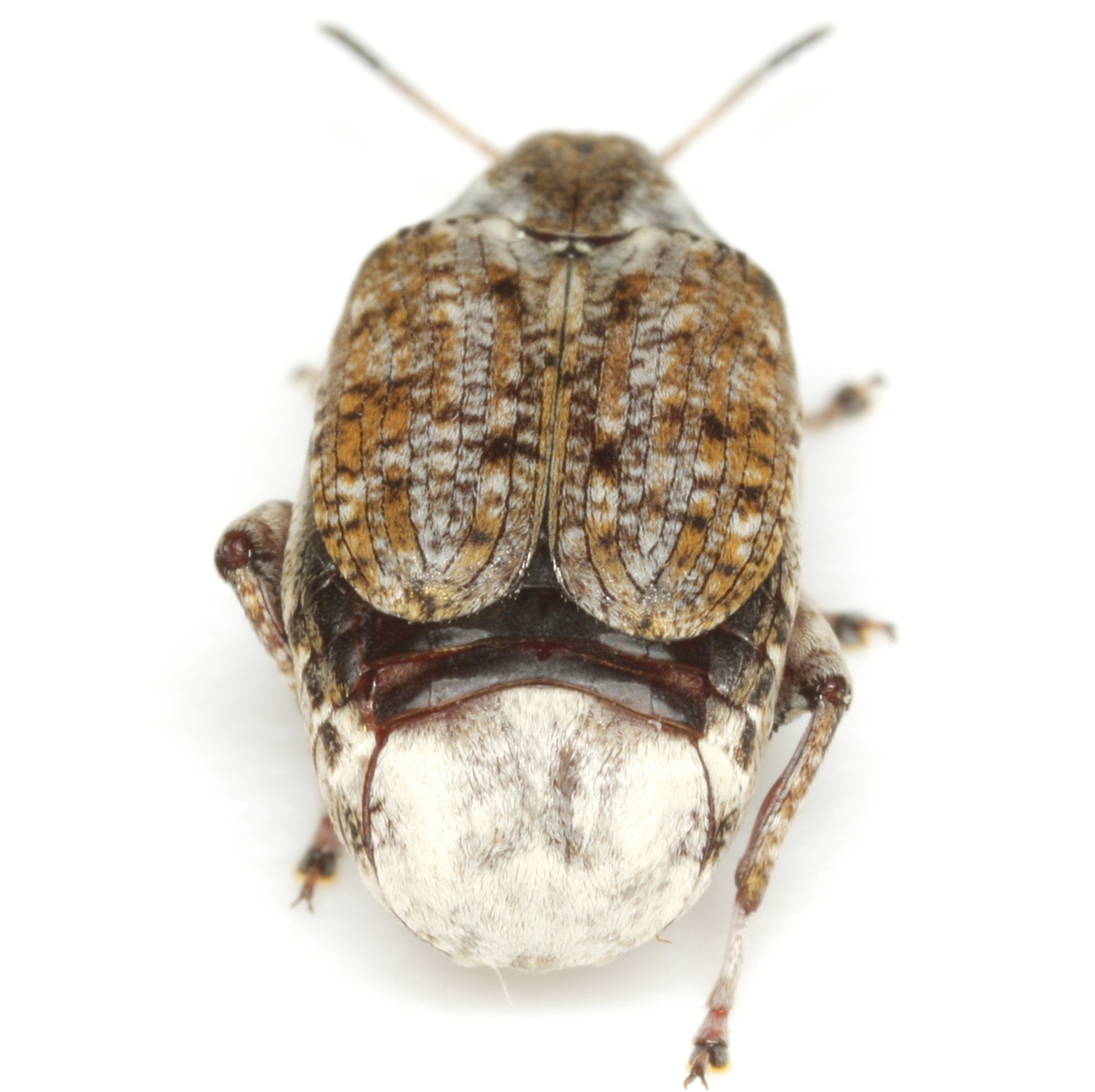 Merobruchus