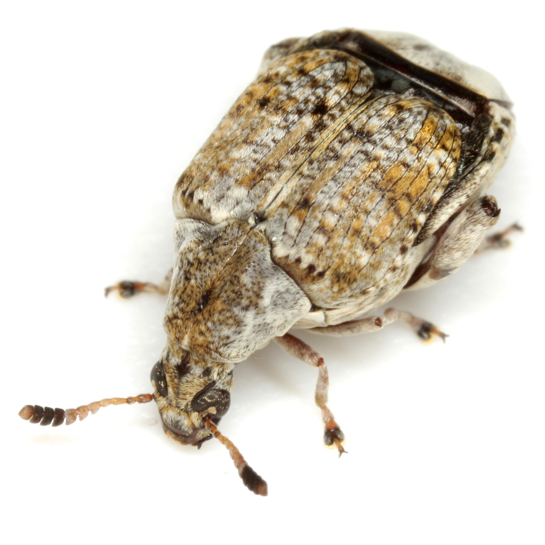 Merobruchus