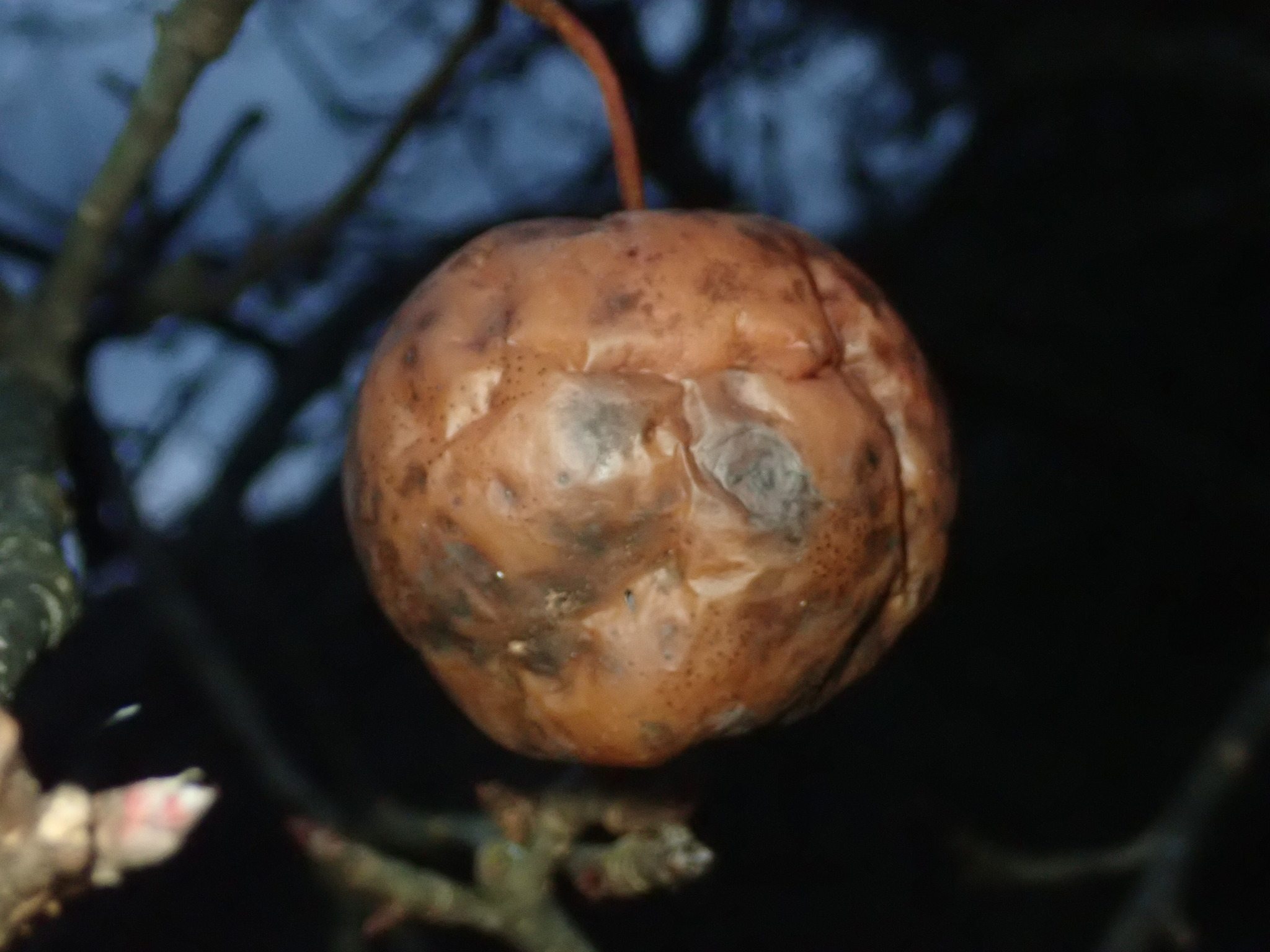 Phyllachora pomigena