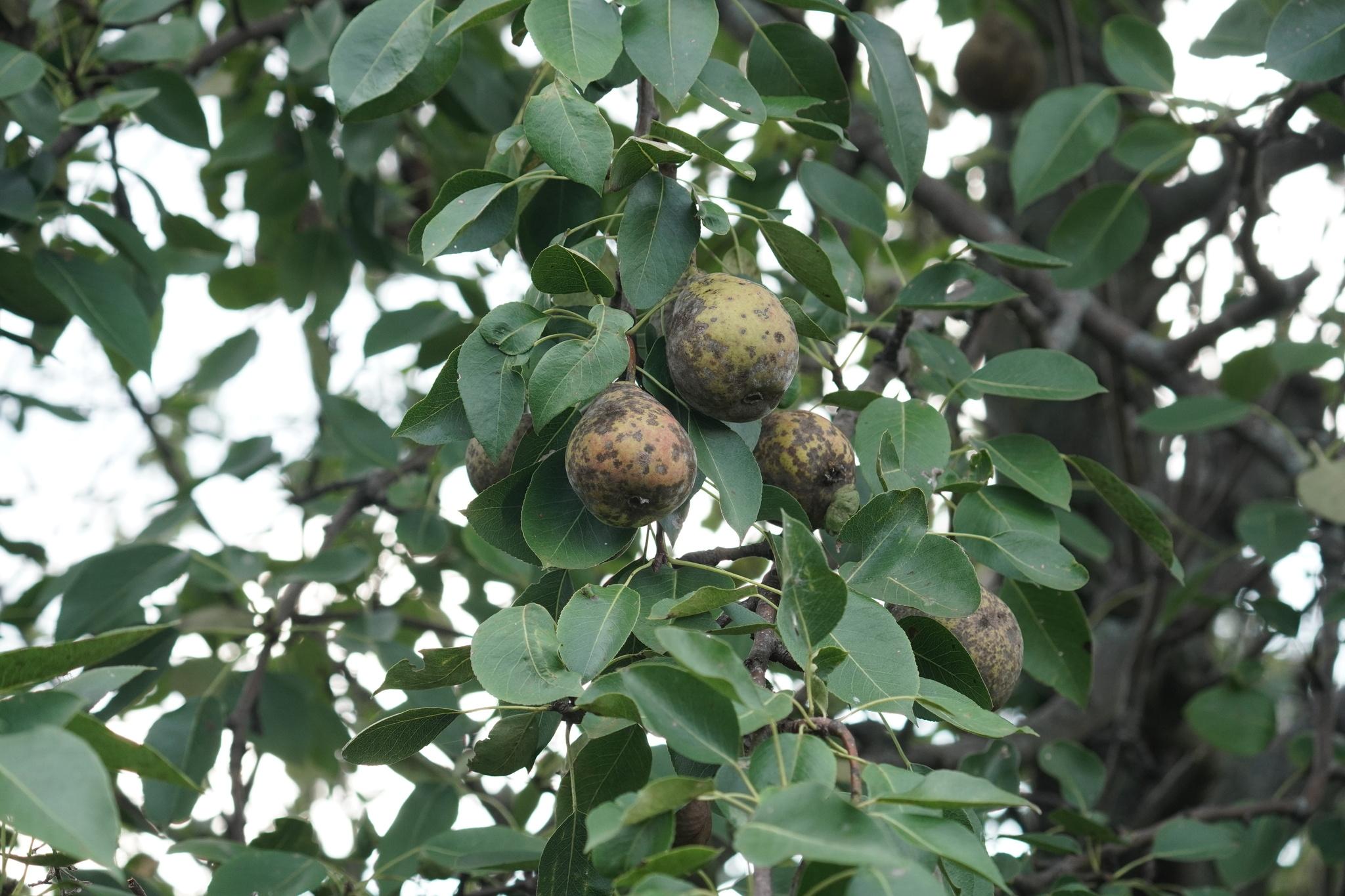Phyllachora pomigena