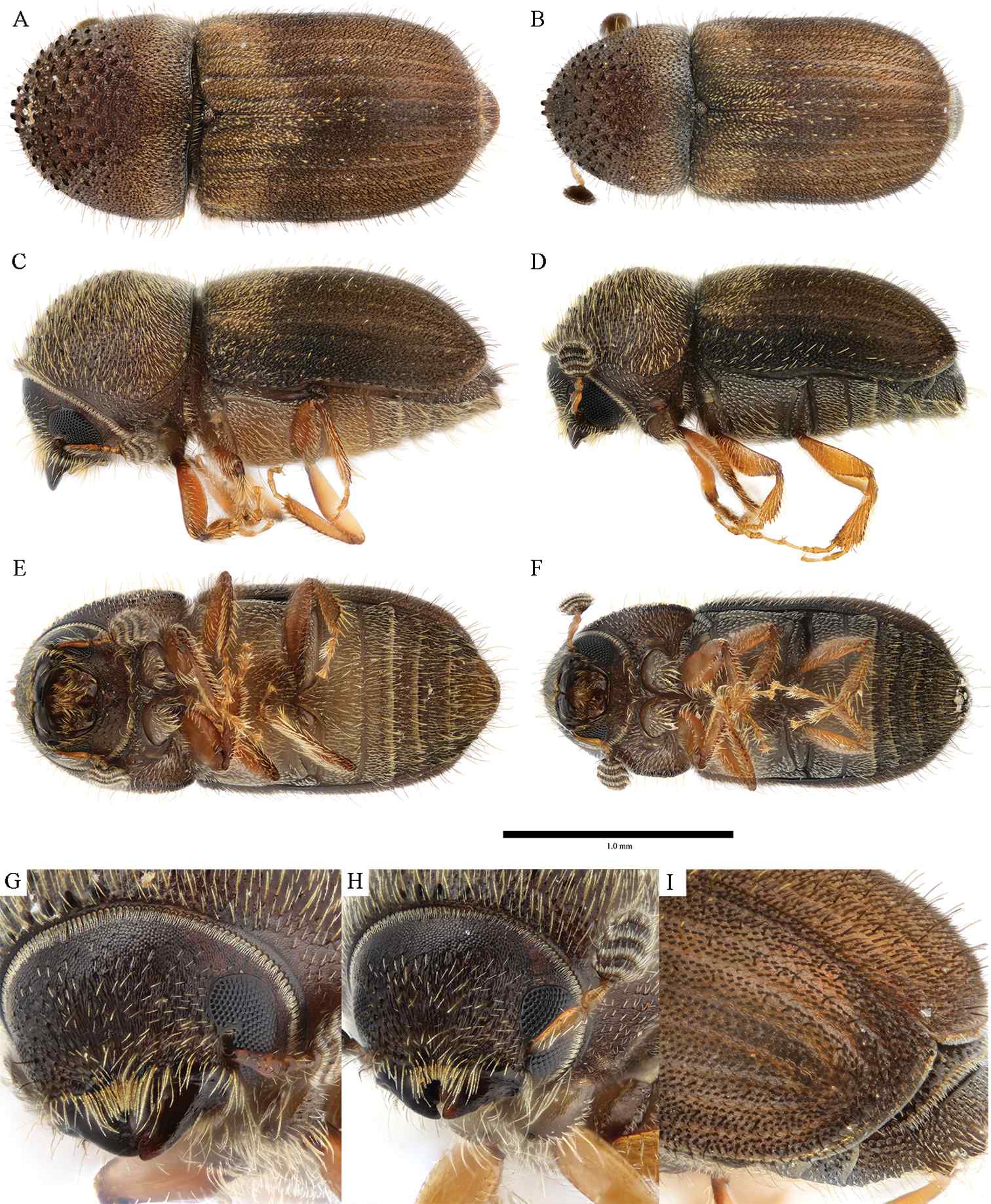 Hypocryphalus mangiferae
